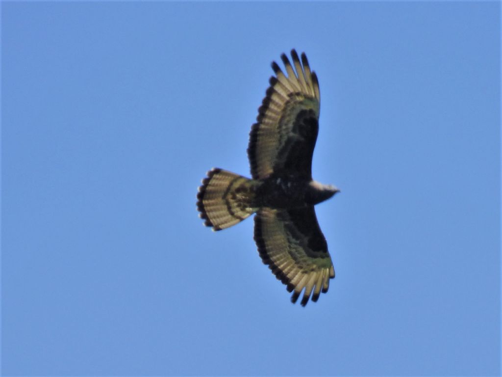 Falco pecchiaiolo (Pernis apivorus)